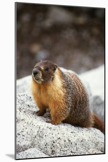 Yellow-Bellied Marmot-Kevin Schafer-Mounted Photographic Print