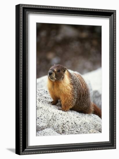 Yellow-Bellied Marmot-Kevin Schafer-Framed Photographic Print