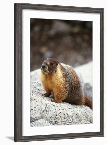 Yellow-Bellied Marmot-Kevin Schafer-Framed Photographic Print