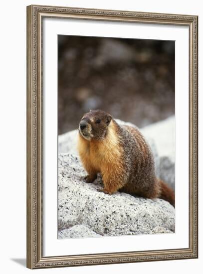 Yellow-Bellied Marmot-Kevin Schafer-Framed Photographic Print