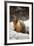 Yellow-Bellied Marmot-Kevin Schafer-Framed Photographic Print