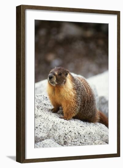 Yellow-Bellied Marmot-Kevin Schafer-Framed Photographic Print