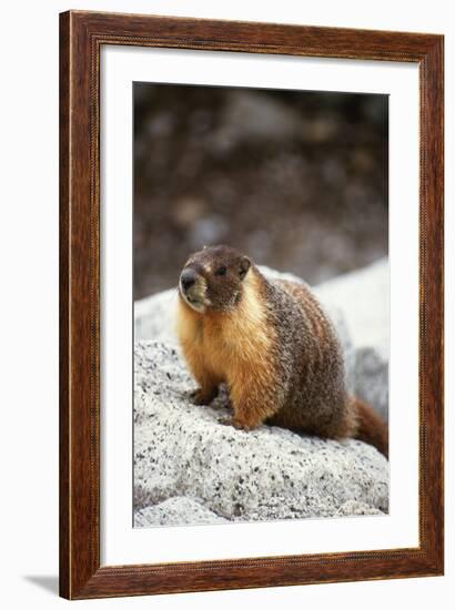 Yellow-Bellied Marmot-Kevin Schafer-Framed Photographic Print