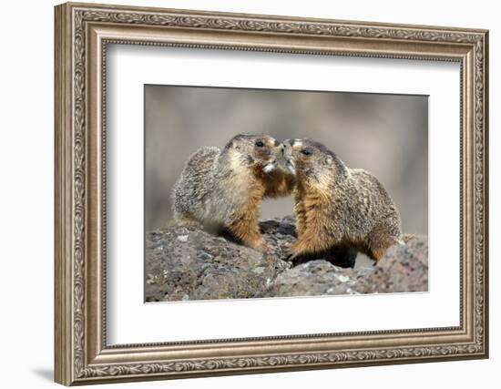 Yellow-Bellied Marmots Play Out a Mating Ritual in the High Desert-Richard Wright-Framed Photographic Print