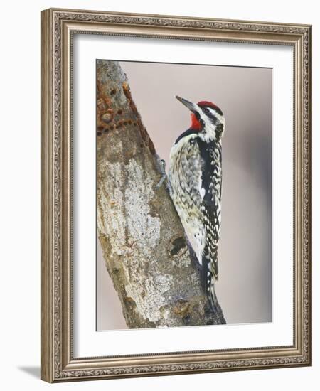 Yellow-Bellied Sapsucker, Texas, USA-Larry Ditto-Framed Photographic Print