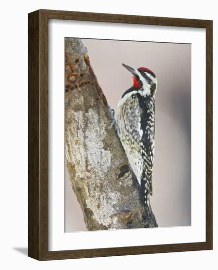 Yellow-Bellied Sapsucker, Texas, USA-Larry Ditto-Framed Photographic Print