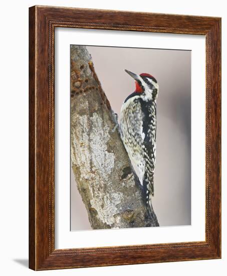 Yellow-Bellied Sapsucker, Texas, USA-Larry Ditto-Framed Photographic Print