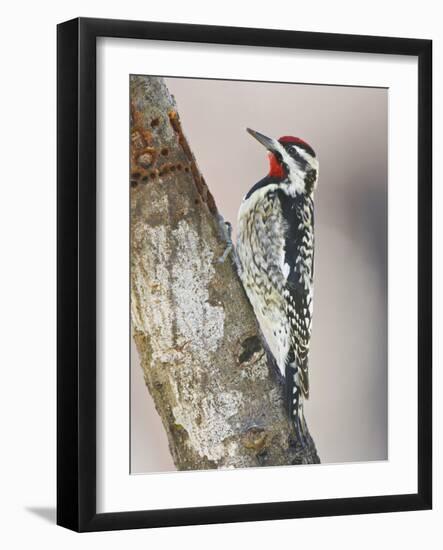 Yellow-Bellied Sapsucker, Texas, USA-Larry Ditto-Framed Photographic Print