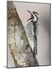 Yellow-Bellied Sapsucker, Texas, USA-Larry Ditto-Mounted Photographic Print