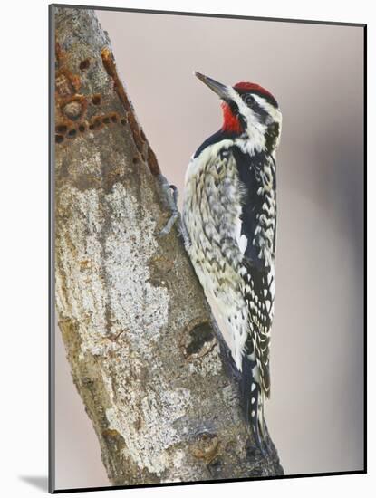 Yellow-Bellied Sapsucker, Texas, USA-Larry Ditto-Mounted Photographic Print