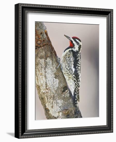 Yellow-Bellied Sapsucker, Texas, USA-Larry Ditto-Framed Photographic Print