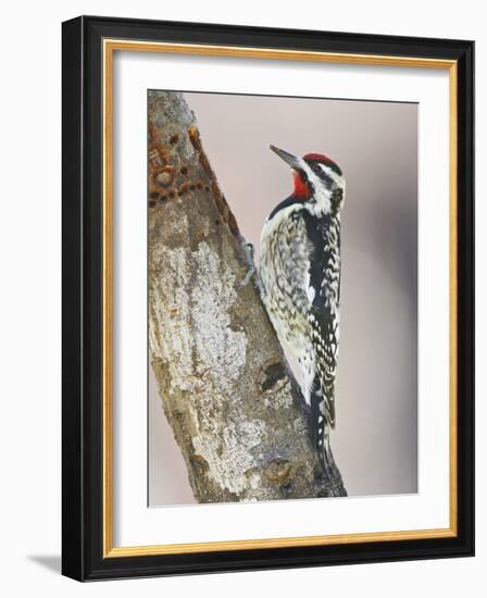 Yellow-Bellied Sapsucker, Texas, USA-Larry Ditto-Framed Photographic Print