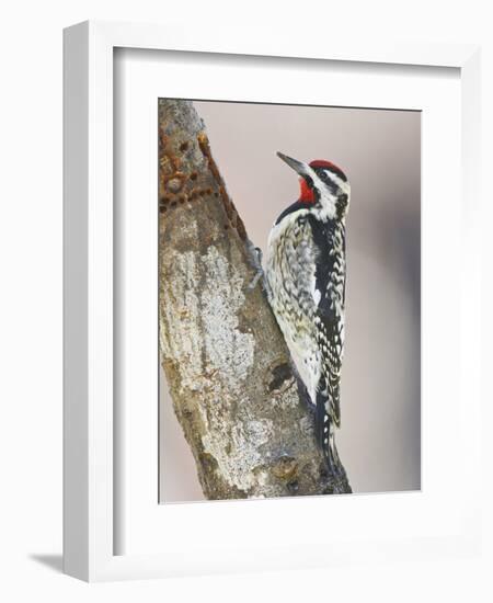 Yellow-Bellied Sapsucker, Texas, USA-Larry Ditto-Framed Photographic Print