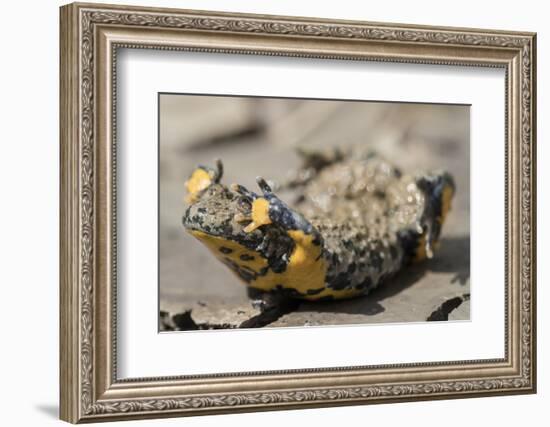 Yellow-bellied toad in defensive posture showing warning colours, Weser Hills, Germany-Kerstin Hinze-Framed Photographic Print