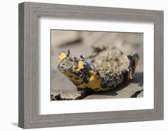 Yellow-bellied toad in defensive posture showing warning colours, Weser Hills, Germany-Kerstin Hinze-Framed Photographic Print