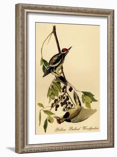 Yellow Bellied Woodpecker-John James Audubon-Framed Art Print