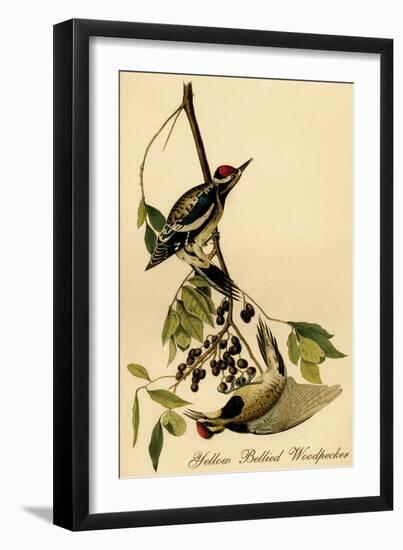 Yellow Bellied Woodpecker-John James Audubon-Framed Art Print