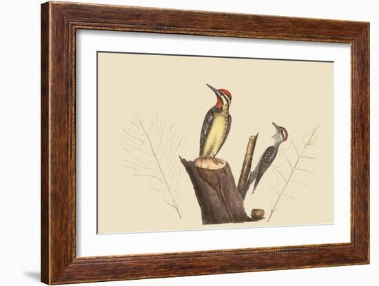 Yellow Bellied Woodpecker-Mark Catesby-Framed Art Print