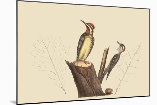 Yellow Bellied Woodpecker-Mark Catesby-Mounted Art Print