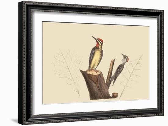 Yellow Bellied Woodpecker-Mark Catesby-Framed Art Print