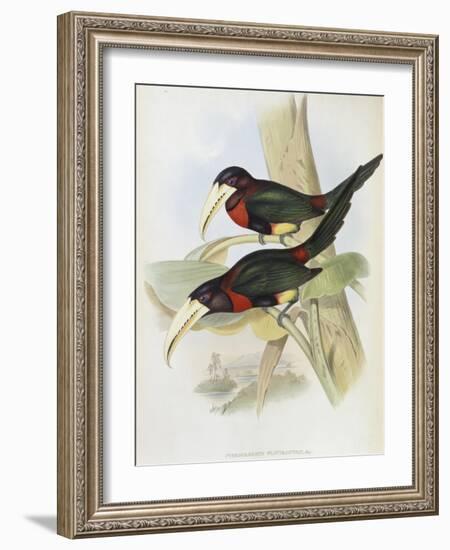 Yellow Billed Aracari-John Gould-Framed Giclee Print