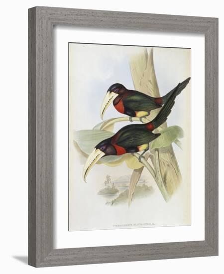 Yellow Billed Aracari-John Gould-Framed Giclee Print