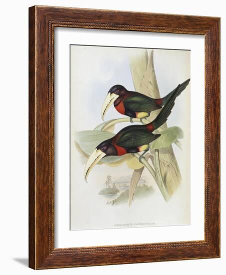 Yellow Billed Aracari-John Gould-Framed Giclee Print