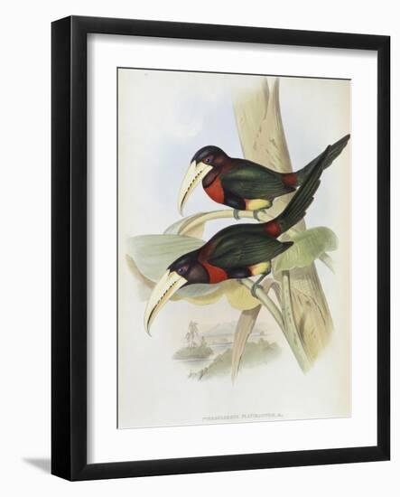 Yellow Billed Aracari-John Gould-Framed Giclee Print