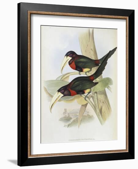 Yellow Billed Aracari-John Gould-Framed Giclee Print