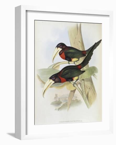 Yellow Billed Aracari-John Gould-Framed Giclee Print