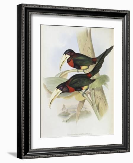 Yellow Billed Aracari-John Gould-Framed Giclee Print