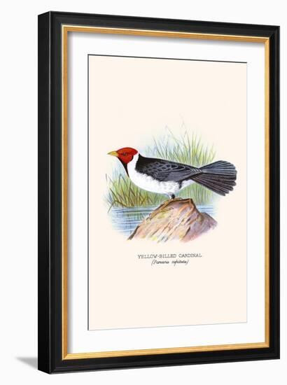 Yellow Billed Cardinal, Brown Throated or Lesser Cardinal-F.w. Frohawk-Framed Art Print