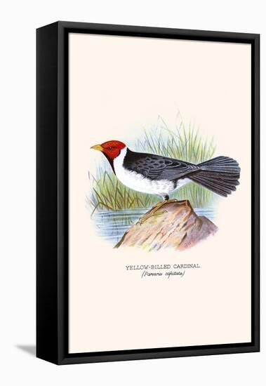 Yellow Billed Cardinal, Brown Throated or Lesser Cardinal-F.w. Frohawk-Framed Stretched Canvas
