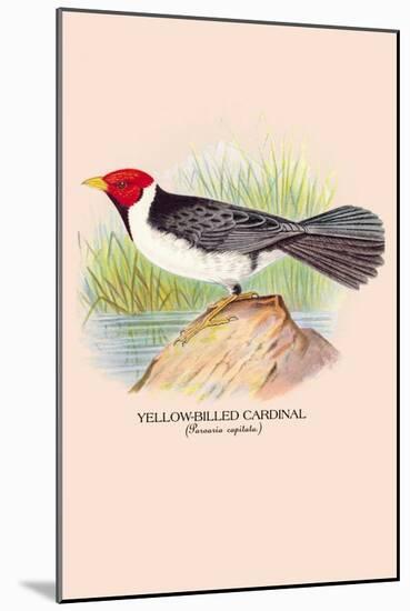 Yellow-Billed Cardinal-Arthur G. Butler-Mounted Art Print