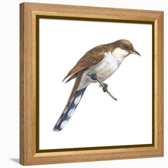 Yellow-Billed Cuckoo (Coccyzus Americanus), Birds-Encyclopaedia Britannica-Framed Stretched Canvas