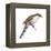 Yellow-Billed Cuckoo (Coccyzus Americanus), Birds-Encyclopaedia Britannica-Framed Stretched Canvas