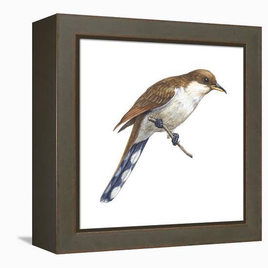 Yellow-Billed Cuckoo (Coccyzus Americanus), Birds-Encyclopaedia Britannica-Framed Stretched Canvas