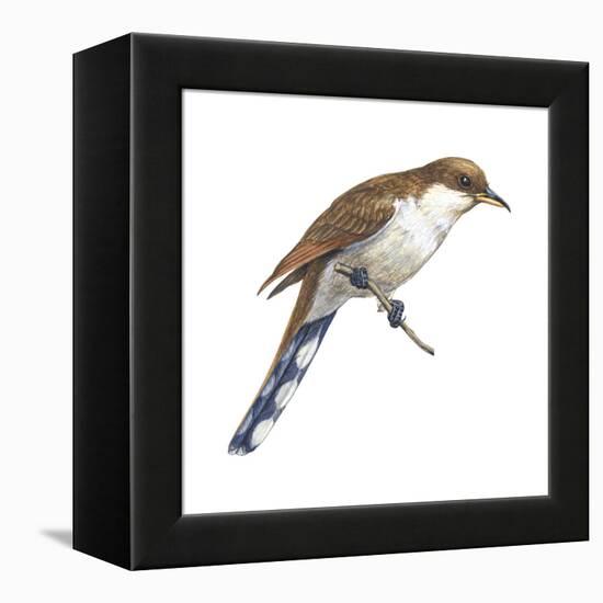 Yellow-Billed Cuckoo (Coccyzus Americanus), Birds-Encyclopaedia Britannica-Framed Stretched Canvas