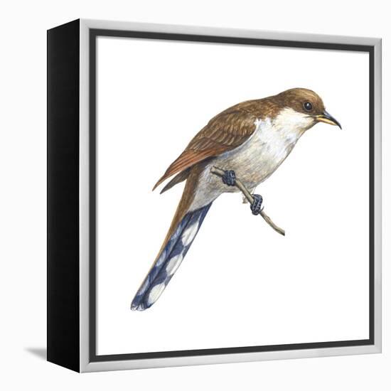 Yellow-Billed Cuckoo (Coccyzus Americanus), Birds-Encyclopaedia Britannica-Framed Stretched Canvas