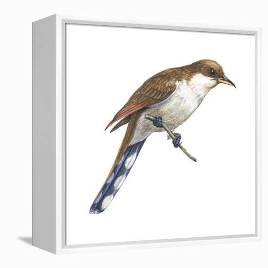 Yellow-Billed Cuckoo (Coccyzus Americanus), Birds-Encyclopaedia Britannica-Framed Stretched Canvas