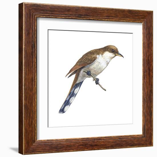 Yellow-Billed Cuckoo (Coccyzus Americanus), Birds-Encyclopaedia Britannica-Framed Art Print