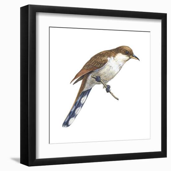 Yellow-Billed Cuckoo (Coccyzus Americanus), Birds-Encyclopaedia Britannica-Framed Art Print