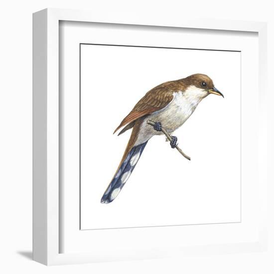 Yellow-Billed Cuckoo (Coccyzus Americanus), Birds-Encyclopaedia Britannica-Framed Art Print