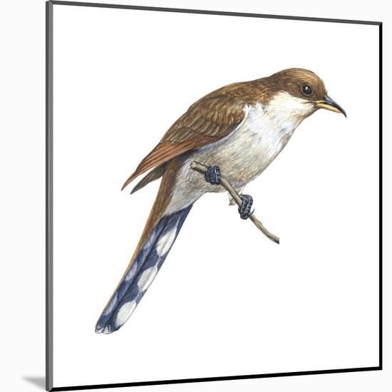 Yellow-Billed Cuckoo (Coccyzus Americanus), Birds-Encyclopaedia Britannica-Mounted Art Print