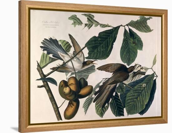 Yellow-Billed Cuckoo, from Birds of America, Engraved by William Home Lizars-John James Audubon-Framed Premier Image Canvas