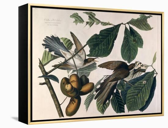 Yellow-Billed Cuckoo, from Birds of America, Engraved by William Home Lizars-John James Audubon-Framed Premier Image Canvas