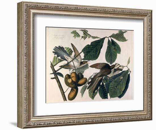 Yellow-Billed Cuckoo, from Birds of America, Engraved by William Home Lizars-John James Audubon-Framed Giclee Print