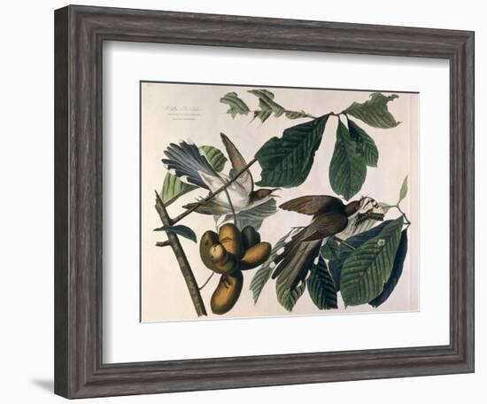 Yellow-Billed Cuckoo, from Birds of America, Engraved by William Home Lizars-John James Audubon-Framed Giclee Print