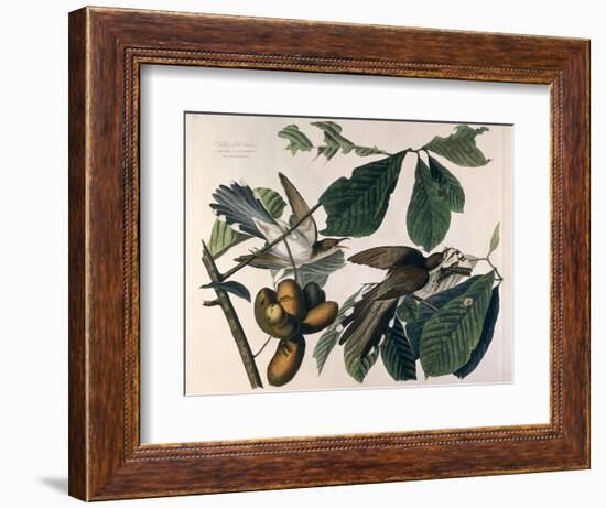 Yellow-Billed Cuckoo, from Birds of America, Engraved by William Home Lizars-John James Audubon-Framed Giclee Print