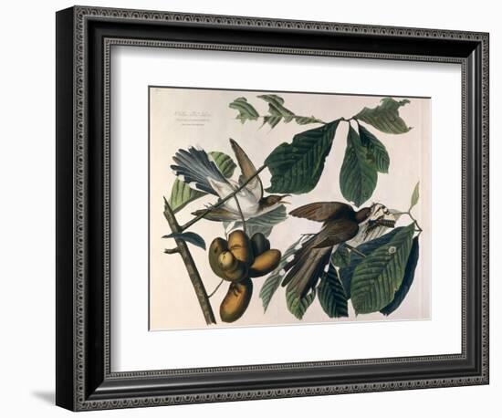 Yellow-Billed Cuckoo, from Birds of America, Engraved by William Home Lizars-John James Audubon-Framed Giclee Print